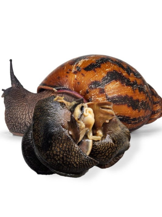 Escargots Congelés (265g) - Un Goût Authentique pour Vos Plats Traditionnels